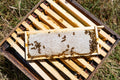 British Summer Honey - 227g/8oz